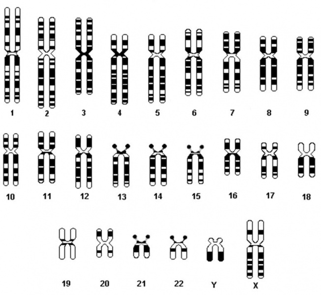 File:Chromosomes.jpg
