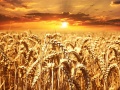 Ripe-Wheat-Field.jpg