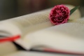 One-Bible-With-Rose.jpg